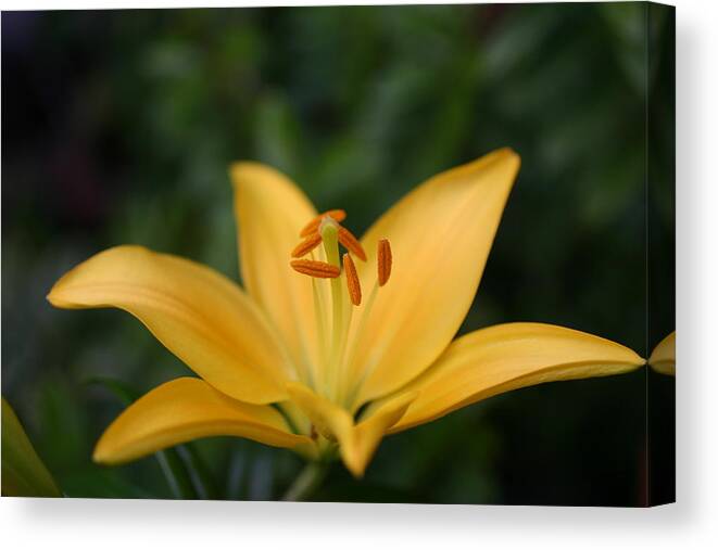 Flower Canvas Print featuring the photograph A Yellow Lily by Martina Fagan