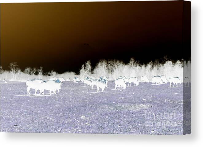 Buffalo Canvas Print featuring the photograph Abstract with Buffalo by Kim Galluzzo