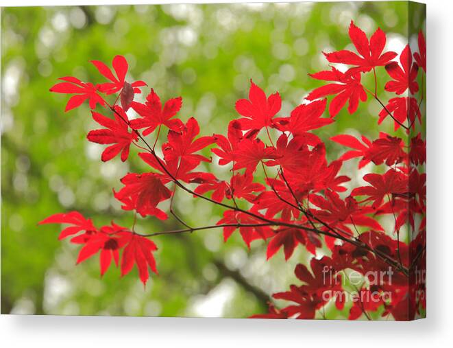 Maple Canvas Print featuring the photograph Acer leaves by Gaspar Avila