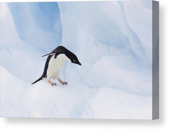 00761809 Canvas Print featuring the photograph Adelie Penguin On Iceberg Paulet Island by Suzi Eszterhas