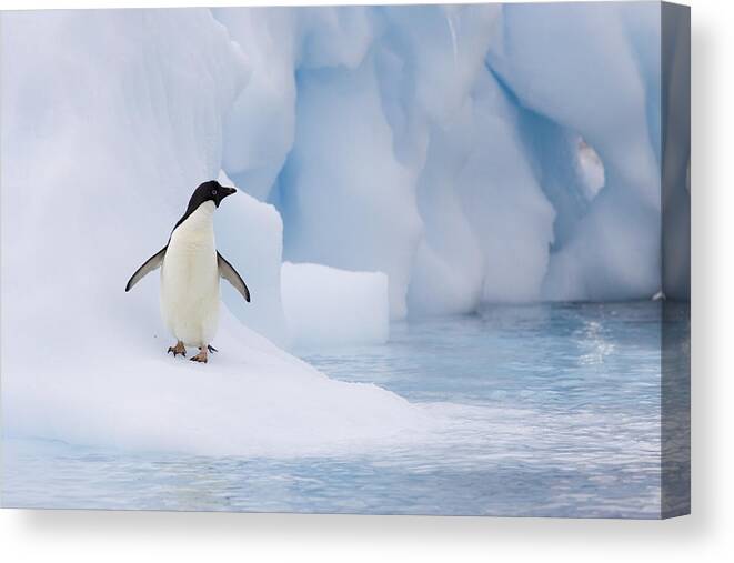 00761838 Canvas Print featuring the photograph Adelie Penguin On Melting Iceberg by Suzi Eszterhas