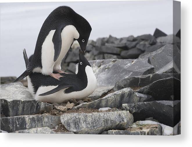 00429510 Canvas Print featuring the photograph Adelie Penguins Mating Antarctica by Flip Nicklin