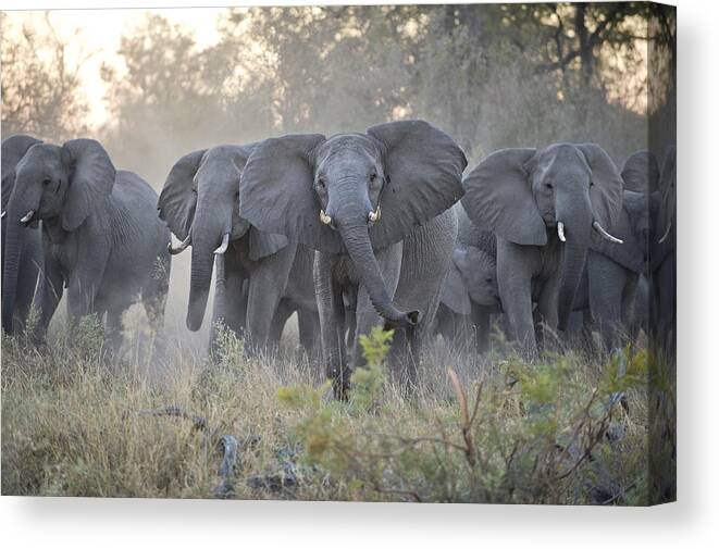 Mp Canvas Print featuring the photograph African Elephant Loxodonta Africana by Suzi Eszterhas