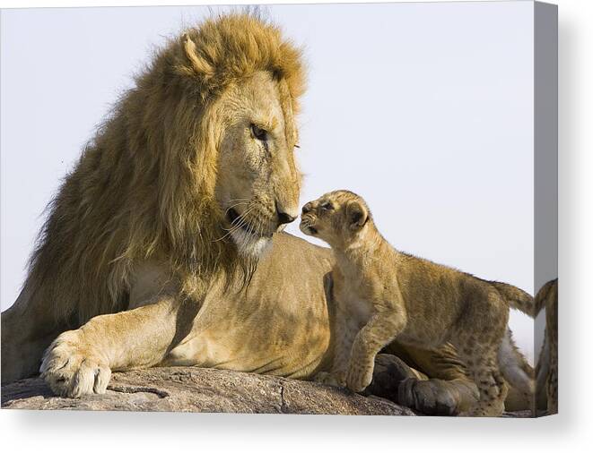 00761332 Canvas Print featuring the photograph African Lion Cub Meets Father by Suzi Eszterhas
