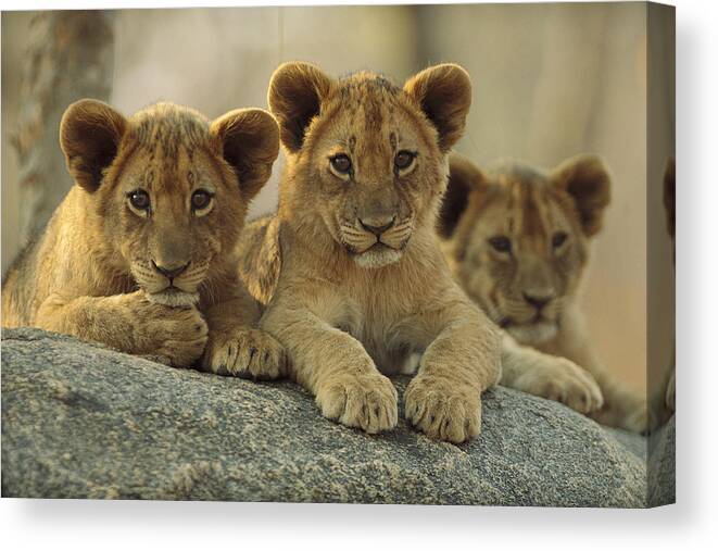 00171962 Canvas Print featuring the photograph African Lion Three Cubs Resting by Tim Fitzharris
