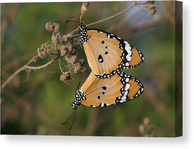 African Monarch Canvas Print featuring the photograph African Monarch Butterflies Mating by Photostock-israel