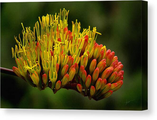 Photograph Canvas Print featuring the photograph Agave Bloom by Vicki Pelham