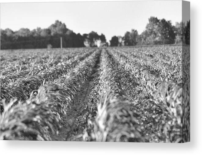 Land Canvas Print featuring the photograph Agriculture- Corn 2 by Karen Wagner