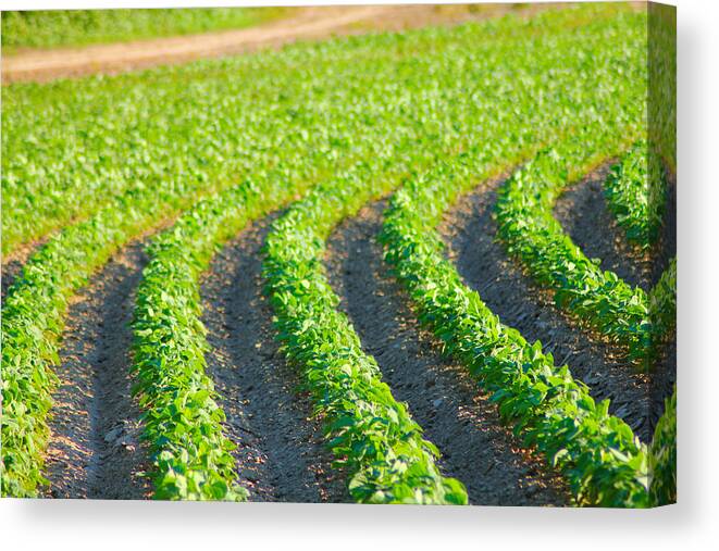 Land Canvas Print featuring the photograph Agriculture- Soybeans 3 by Karen Wagner