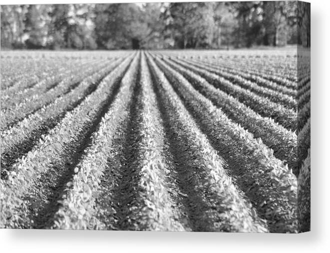 Crops Canvas Print featuring the photograph Agriculture-Soybeans 6 by Karen Wagner
