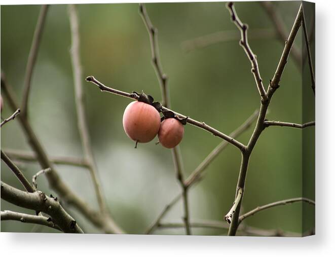 Diospyros Canvas Print featuring the photograph Alabama Wild Persimmons by Kathy Clark