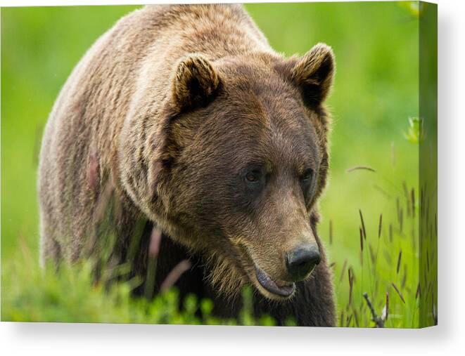 Alaska Canvas Print featuring the photograph Alaskan Grizzly by Adam Pender