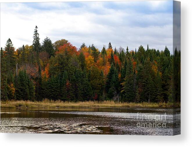Colorful Canvas Print featuring the photograph Algonquin Park in fall by Les Palenik