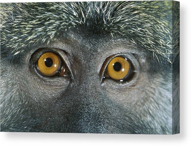 Mp Canvas Print featuring the photograph Allens Swamp Monkey Allenopithecus by Michael Durham