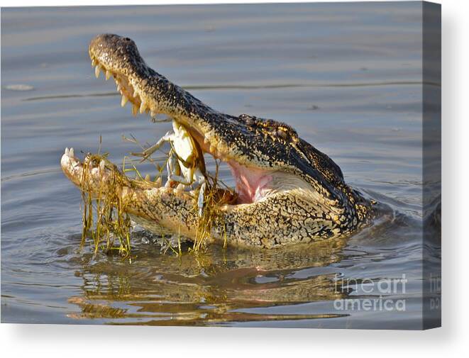 Alligator Canvas Print featuring the photograph Alligator get lunch by TJ Baccari