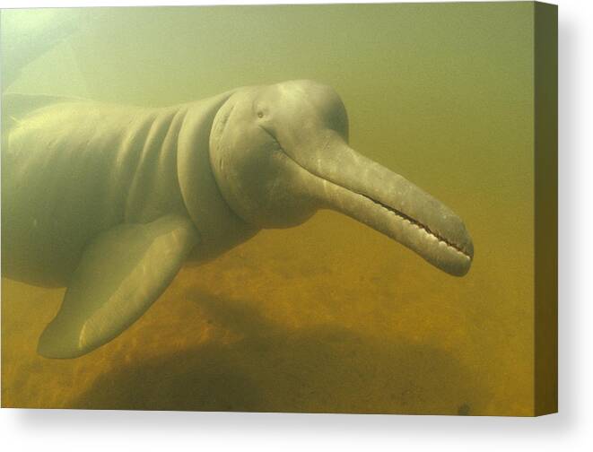 00087787 Canvas Print featuring the photograph Amazon River Dolphin Portrait Brazil by Flip Nicklin