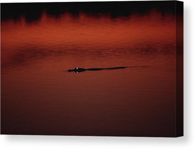 Mp Canvas Print featuring the photograph American Alligator Alligator by Konrad Wothe