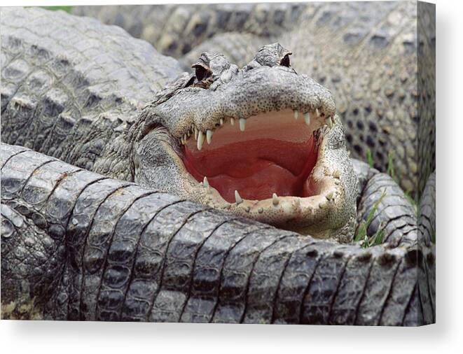 Mp Canvas Print featuring the photograph American Alligator Alligator by Tim Fitzharris