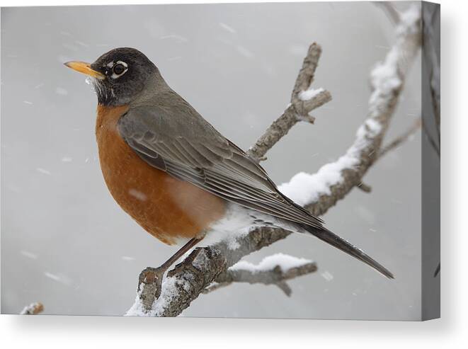 00176633 Canvas Print featuring the photograph American Robin Perching In Snow Storm by Tim Fitzharris