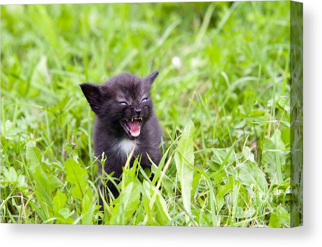 Adorable Canvas Print featuring the photograph Angry Kitten by Michal Boubin