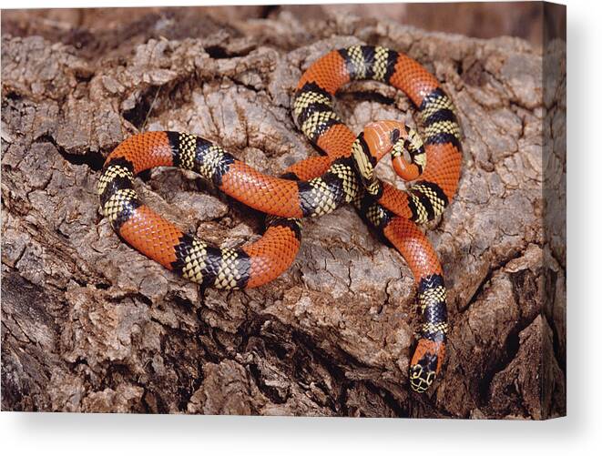 Mp Canvas Print featuring the photograph Aquatic Coral Snake Micrurus by Claus Meyer