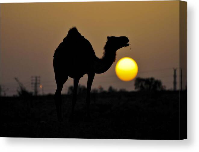 Animal Canvas Print featuring the photograph Arabian Camel by Photostock-israel