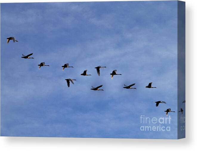 Snow Geese Birds Flight Organized Order Discipline Leadership Pattern Migration Destination Canvas Print featuring the photograph Art of Flying by Vilas Malankar