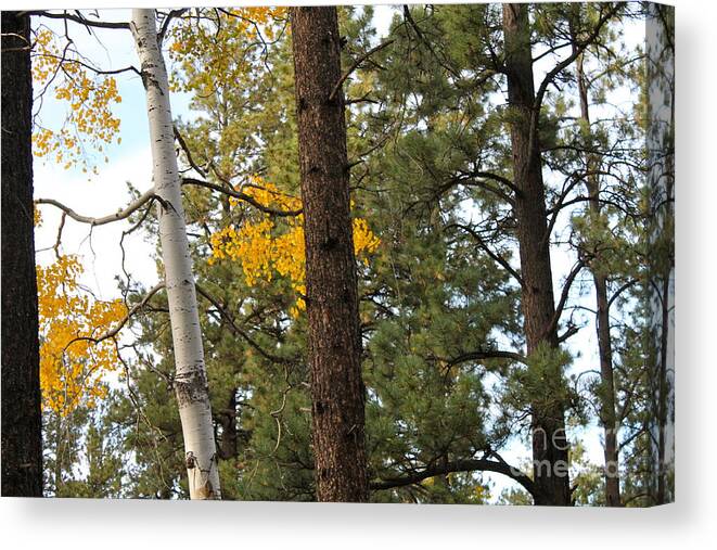 Pine Trees Canvas Print featuring the photograph Aspen and Pine Trees by Pamela Walrath