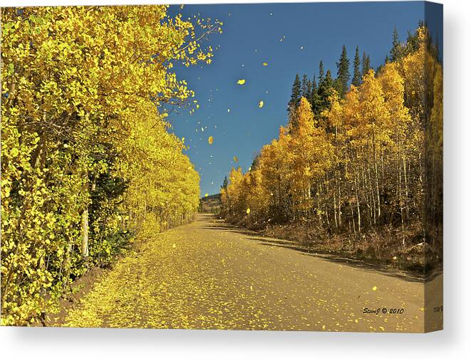 Aspen Canvas Print featuring the photograph Aspen in the Wind by Stephen Johnson