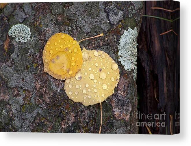 Aspen Leaves Canvas Print featuring the photograph Aspen Tears by Dorrene BrownButterfield