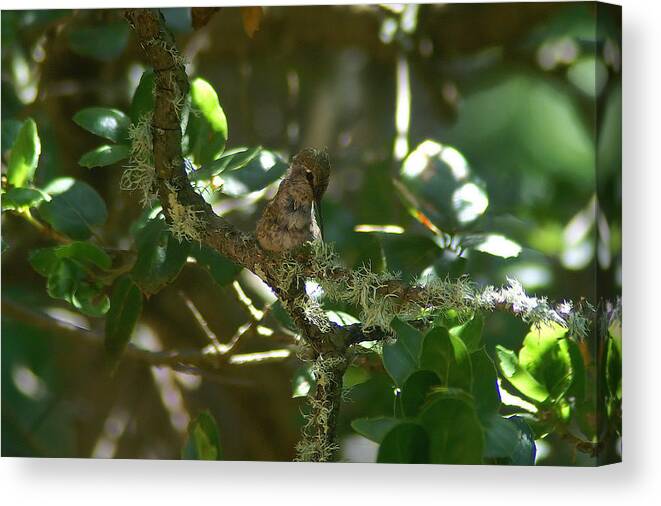 Hummingbird Canvas Print featuring the photograph At Rest by David Armentrout