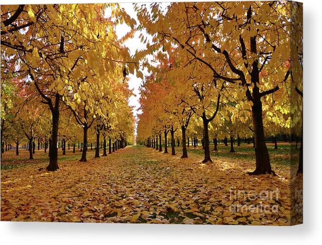 Autumn Canvas Print featuring the photograph Autumn Colors at he's Best by Bruno Santoro