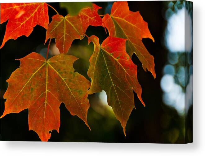 Landscape Canvas Print featuring the photograph Autumn Glory by Cheryl Baxter