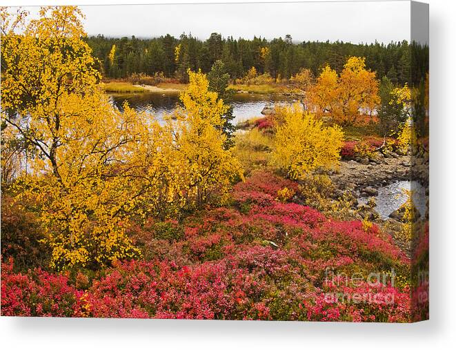 Tree Canvas Print featuring the photograph Autumn in Inari by Heiko Koehrer-Wagner