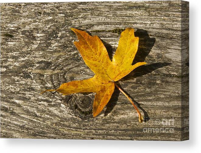 Photography Canvas Print featuring the photograph Autumn Leaf by Sean Griffin