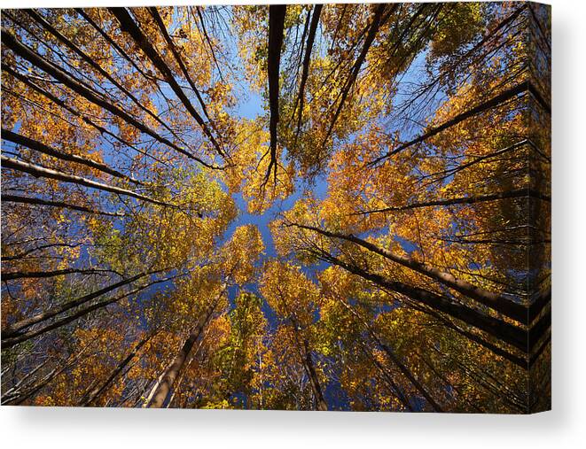Autumn Canvas Print featuring the photograph Autumn Sky by Mircea Costina Photography