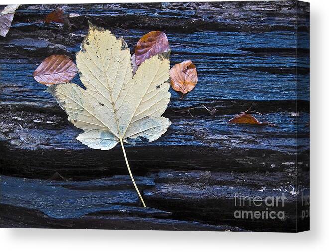 Fall Canvas Print featuring the photograph Autumn Still Life by Heiko Koehrer-Wagner