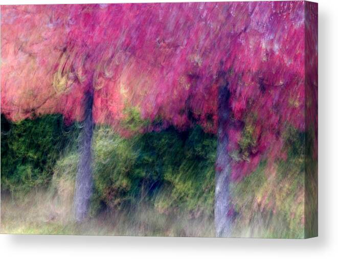 Trees Canvas Print featuring the photograph Autumn Trees by Carol Leigh