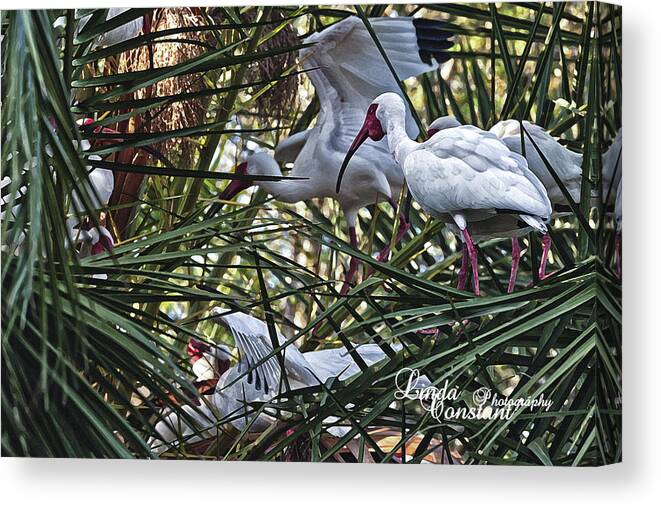 Crane Canvas Print featuring the photograph Aviary by Linda Constant