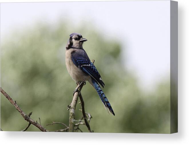 Bluejay Canvas Print featuring the photograph Awesome Blue by Travis Truelove