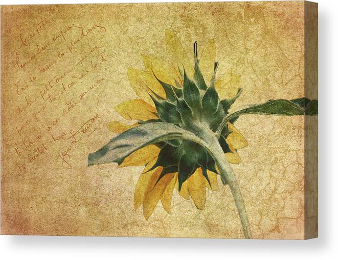 Nature Canvas Print featuring the photograph Backward Sunflower by Judith Lawhon