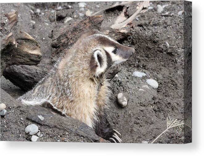 Northwest Trek Canvas Print featuring the photograph Badger - 0010 by S and S Photo