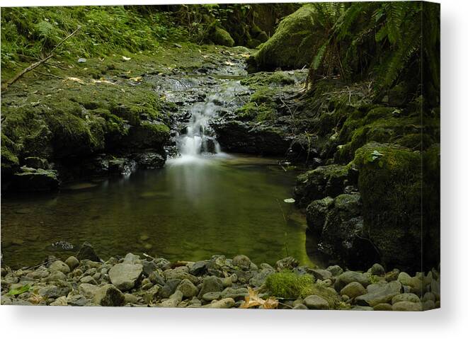 Water Canvas Print featuring the photograph Balch Creek by Arthur Fix