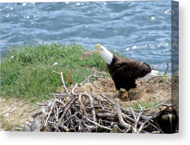 Bald Eagle Canvas Print featuring the photograph Bald Eagle Calling by Larry Allan