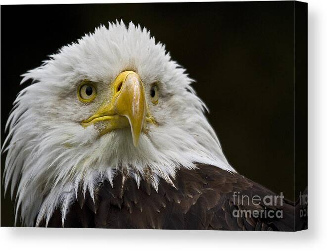 Eagle Canvas Print featuring the photograph Bald Eagle The American Icon - 2 by Heiko Koehrer-Wagner