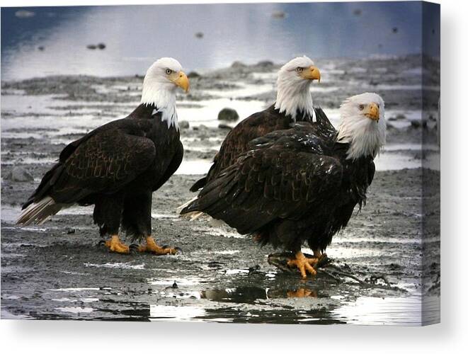 Bald Eagle Canvas Print featuring the digital art Bald Eagle Trio by Carrie OBrien Sibley