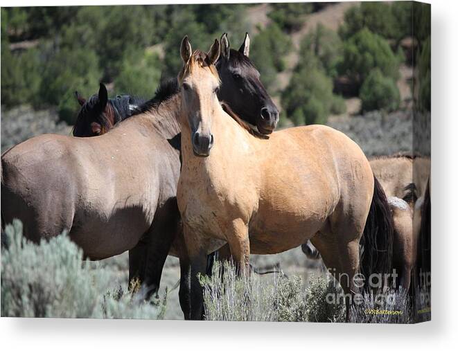 Horses Canvas Print featuring the photograph Band of Friends - Monero Mustangs Sanctuary by Veronica Batterson