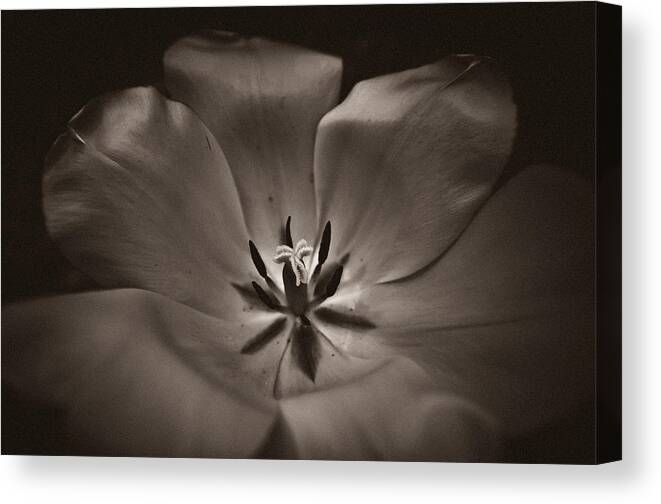 Flower Canvas Print featuring the photograph Bare by Jason Naudi Photography
