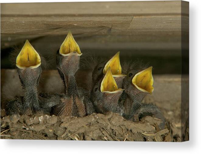 Mp Canvas Print featuring the photograph Barn Swallow Hirundo Rustica Chicks by Cyril Ruoso
