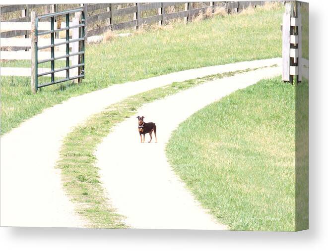 Canine Canvas Print featuring the photograph 'Battaglia at Gate' by PJQandFriends Photography